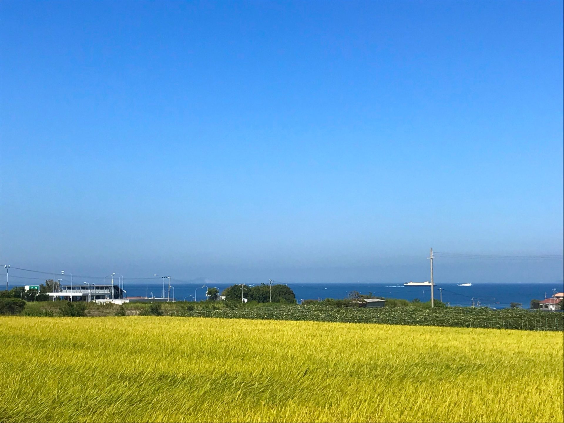 金﨑農園 In 淡路島 イチジク農園訪問 ブルーベリーパーク